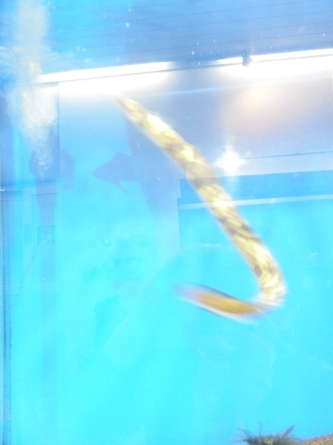 ダルメシアンウナギ_1.jpg